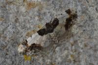 Ligdia adustata