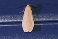 Wittia sororcula