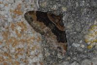 Xanthorhoe ferrugata