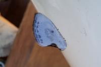Cilix glaucata/hispanica