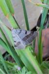 Itame vincularia