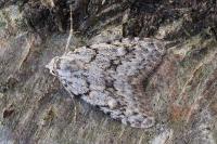 Nola cicatricalis