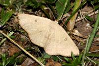 Cyclophora puppillaria