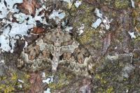 Thera britannica/variata