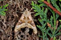 Phlogophora meticulosa