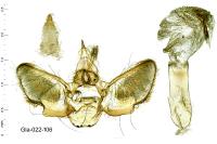 Eupithecia distinctaria