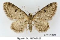 Eupithecia distinctaria