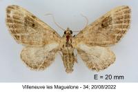 Eupithecia simpliciata