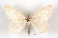 Scopula ternata
