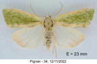 Earias insulana