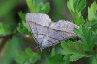Scotopteryx luridata/mucronata