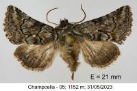 Cleonymia yvanii