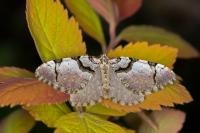 Anticlea derivata