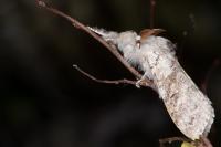 Calliteara pudibunda