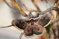 Saturnia pyri
