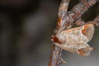 Clostera curtula