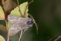 Dicranura ulmi