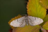 Eupithecia indigata