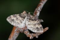 Lobophora halterata