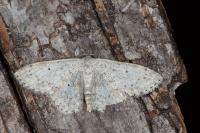 Scopula marginepunctata
