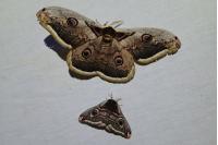 Saturnia pyri