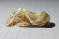 Habrosyne pyritoides