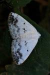 Lomographa temerata