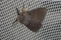Diaphora mendica