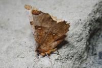 Selenia lunularia