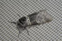 Furcula bifida
