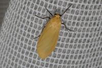Wittia sororcula