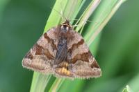 Euclidia glyphica