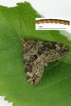 Thera britannica