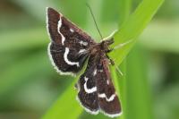Pyrausta nigrata