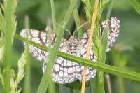 Chiasmia clathrata
