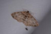 Paradarisa consonaria