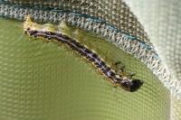 Cydalima perspectalis