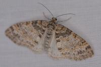 Lobophora halterata