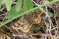 Ematurga atomaria