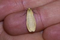 Wittia sororcula