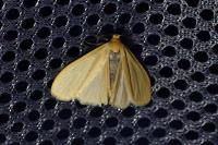 Wittia sororcula