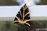 Euplagia quadripunctaria