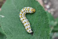Cucullia verbasci