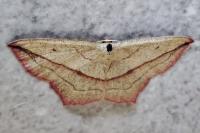 Timandra comae