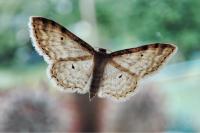 Idaea fuscovenosa