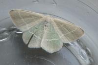Chlorissa viridata