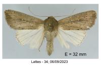 Leucania zeae