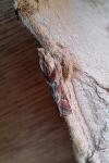 Ancylosis cinnamomella