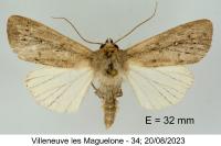 Leucania zeae
