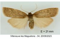 Pelosia obtusa